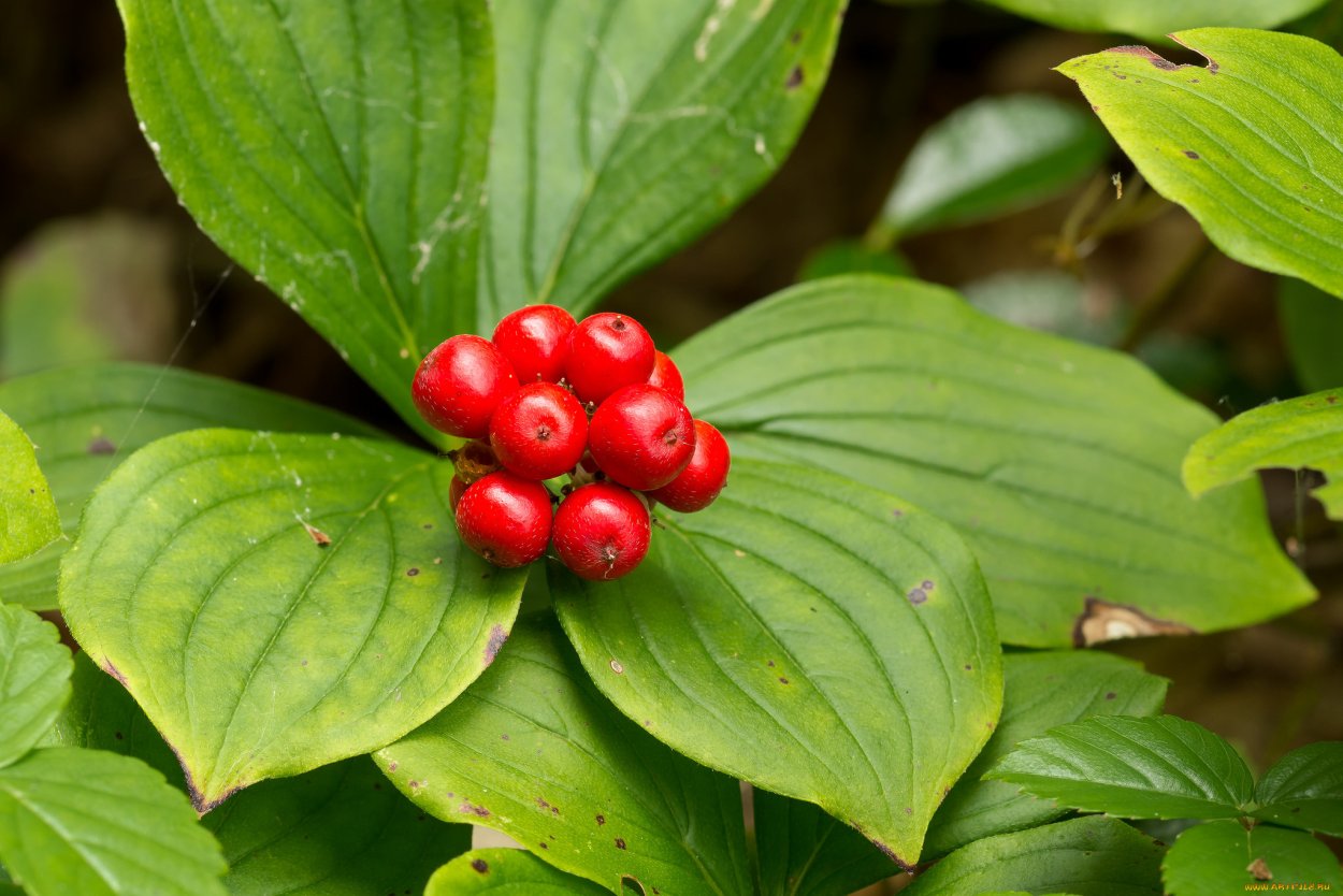 Купена ягоды