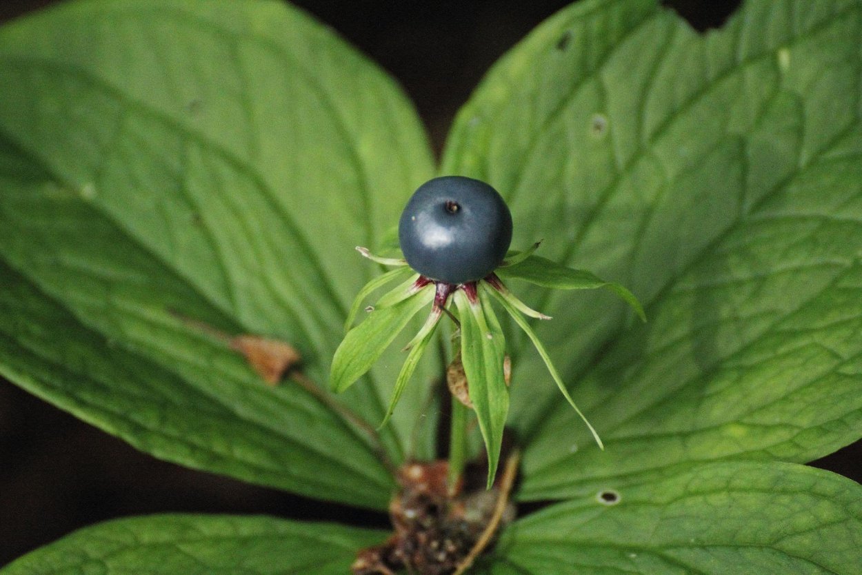 Ядовитые ягоды белокрыльник болотный