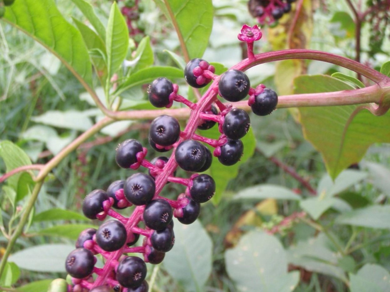 Кустарник с черными ягодами несъедобный