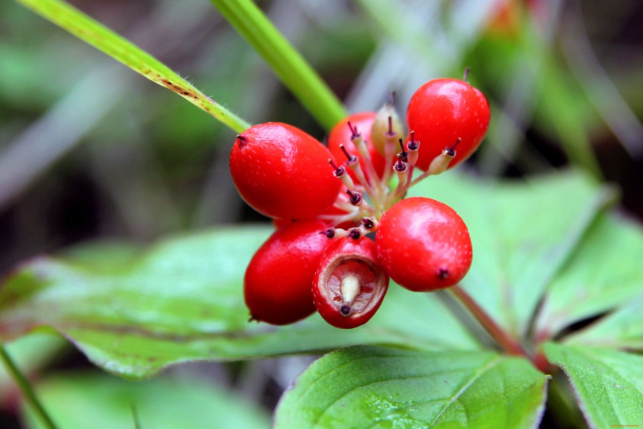 Ядовитые ягоды Подмосковья