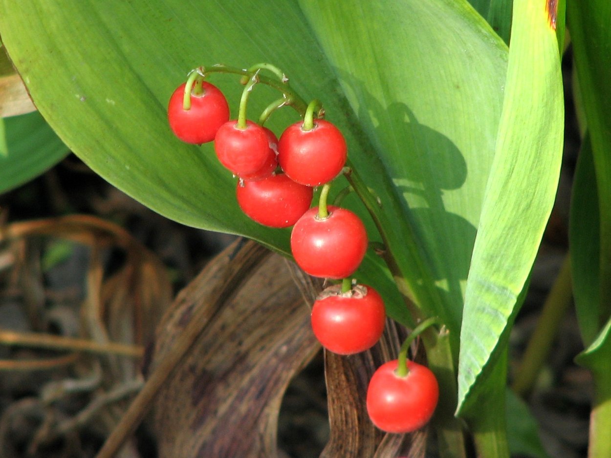 Волчья ягода и Волчье лыко