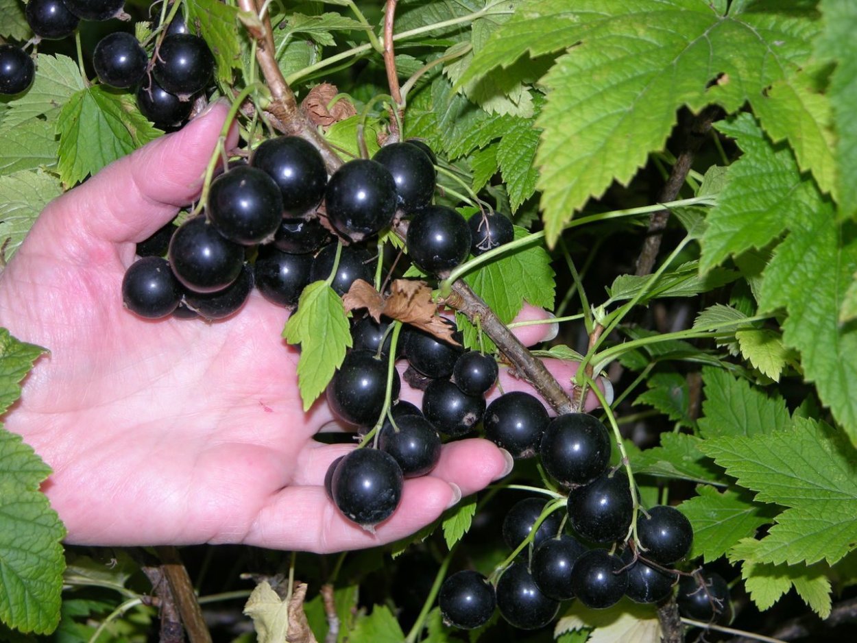 Смородина красная