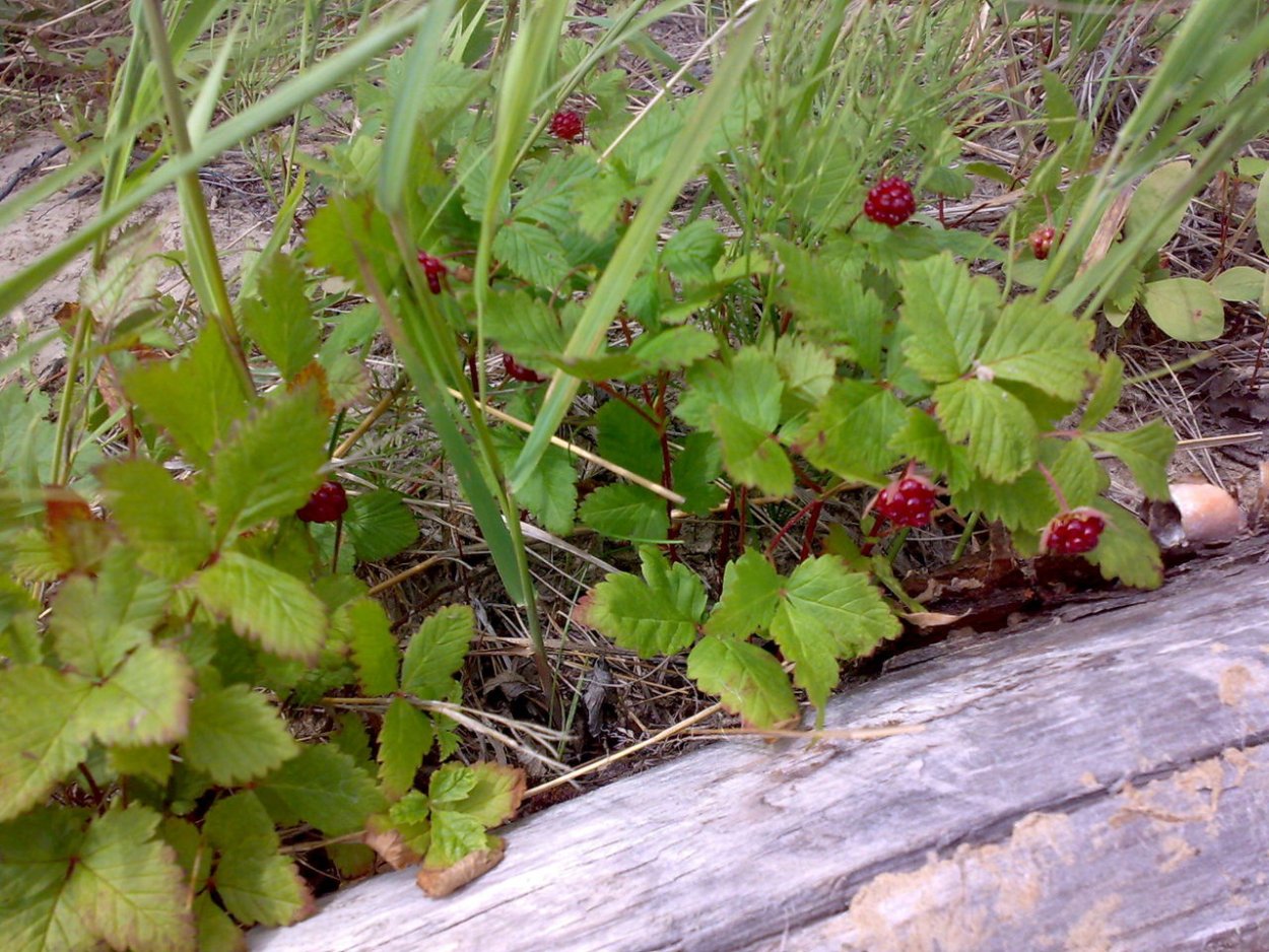 Смородина черная – ribes nigrum