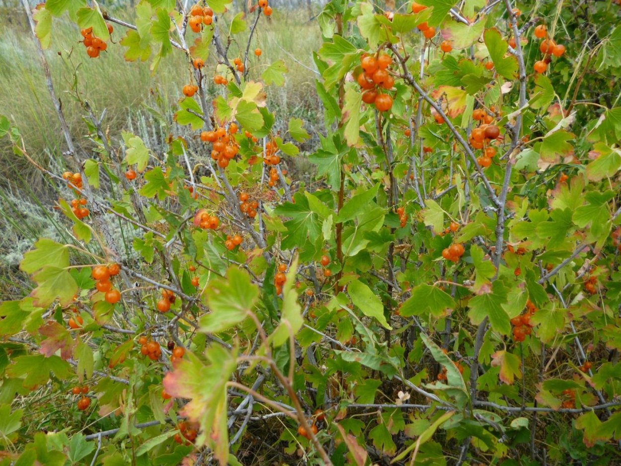 Смородина красная (Ribеs rubrum)