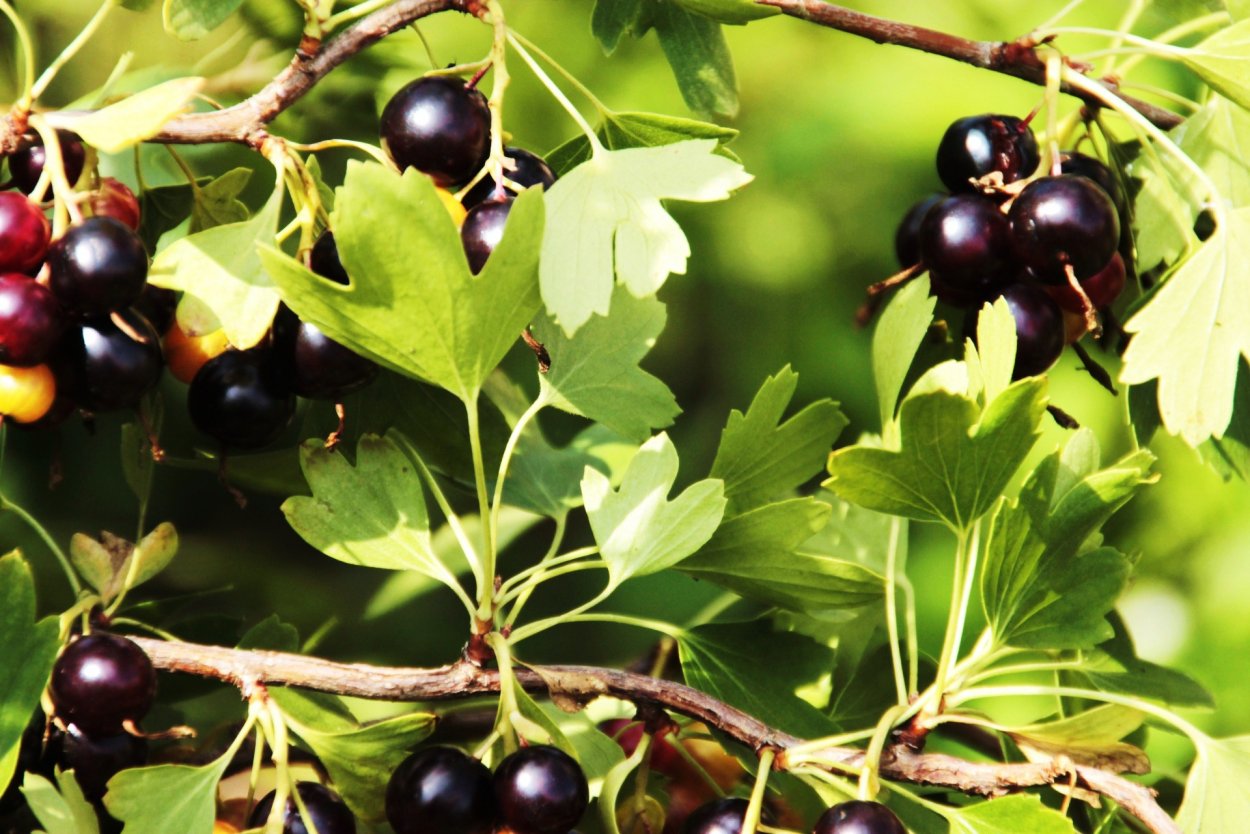 Гибрид смородины и крыжовника йошта