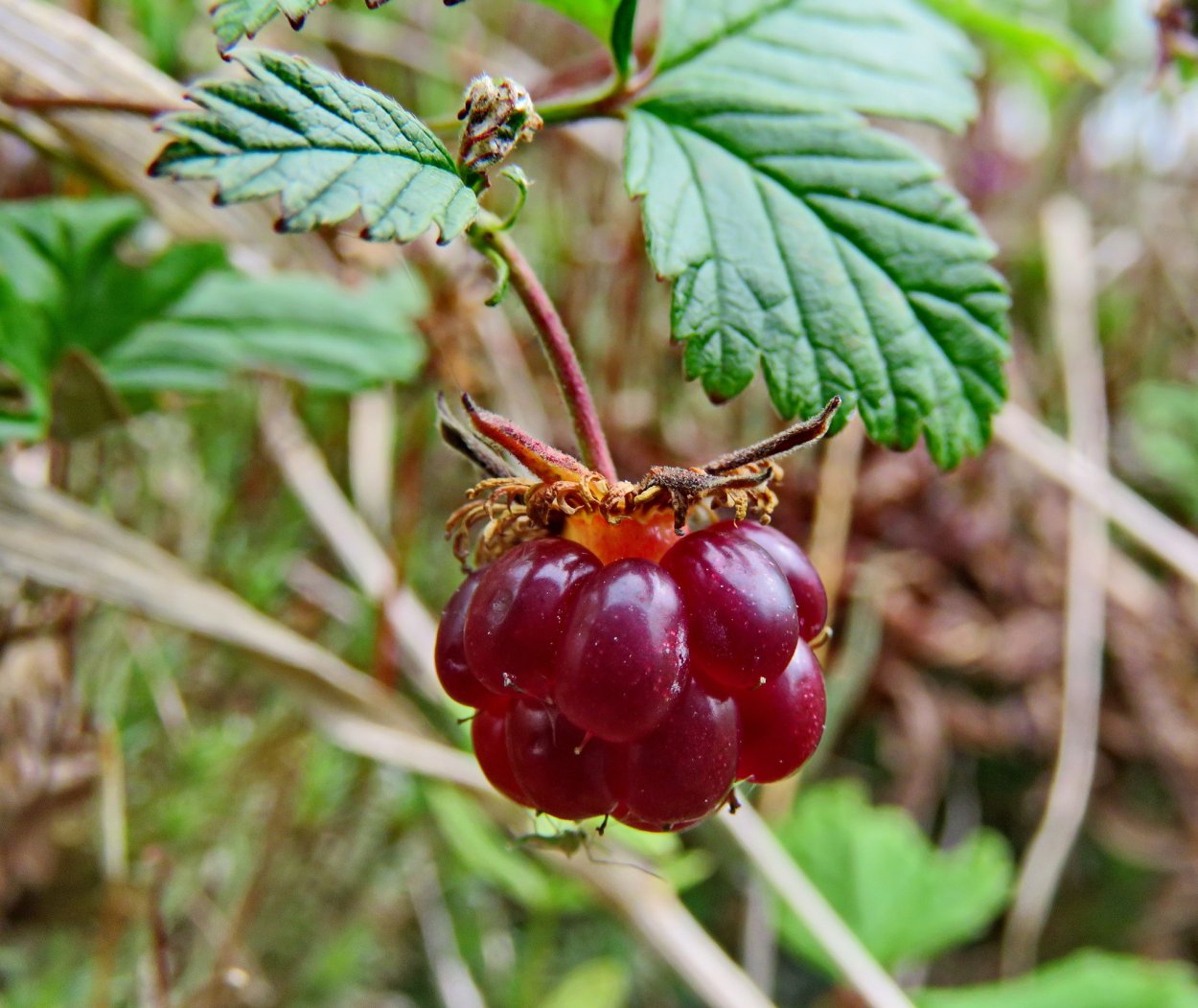 Царская ягода Морошка