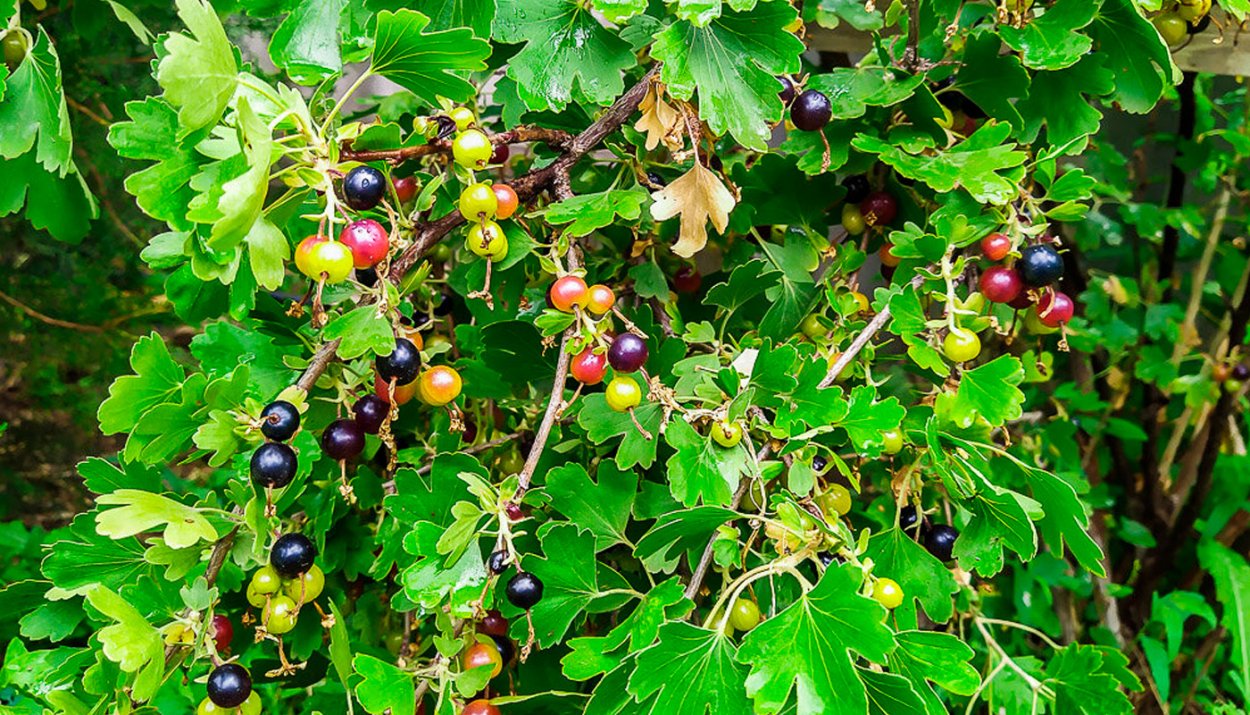 Смородино-крыжовниковый гибрид йошта