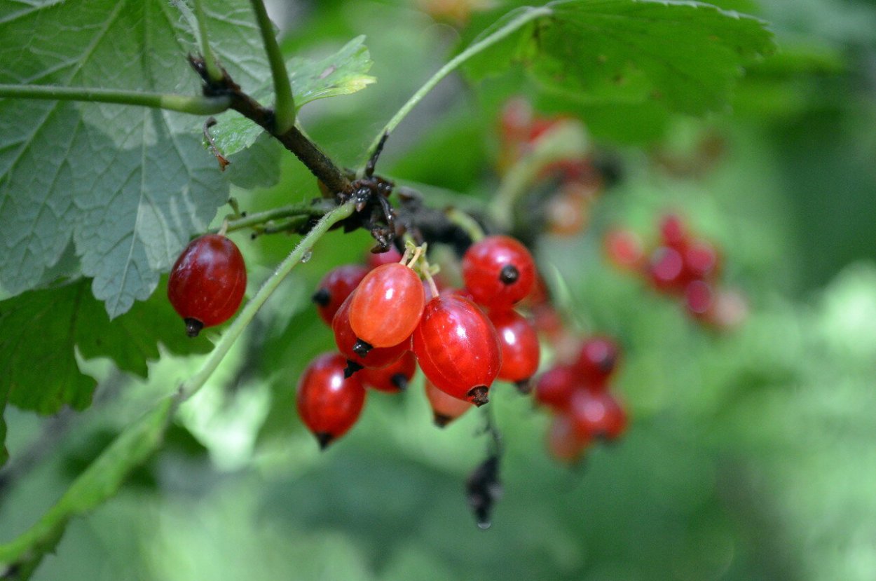 Смородина черная Добрыня (с2)