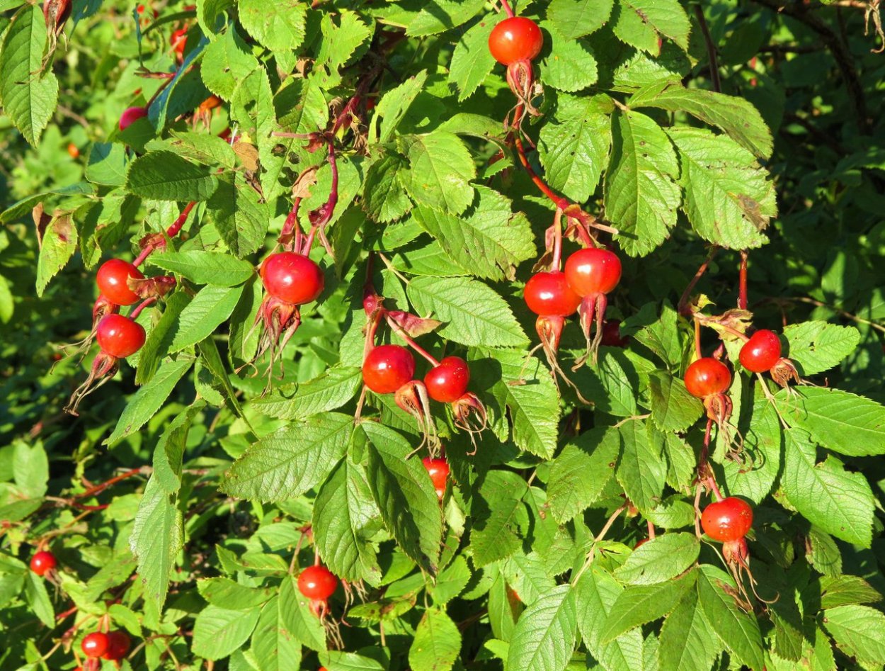 Плодовые кустарники (черная смородина)
