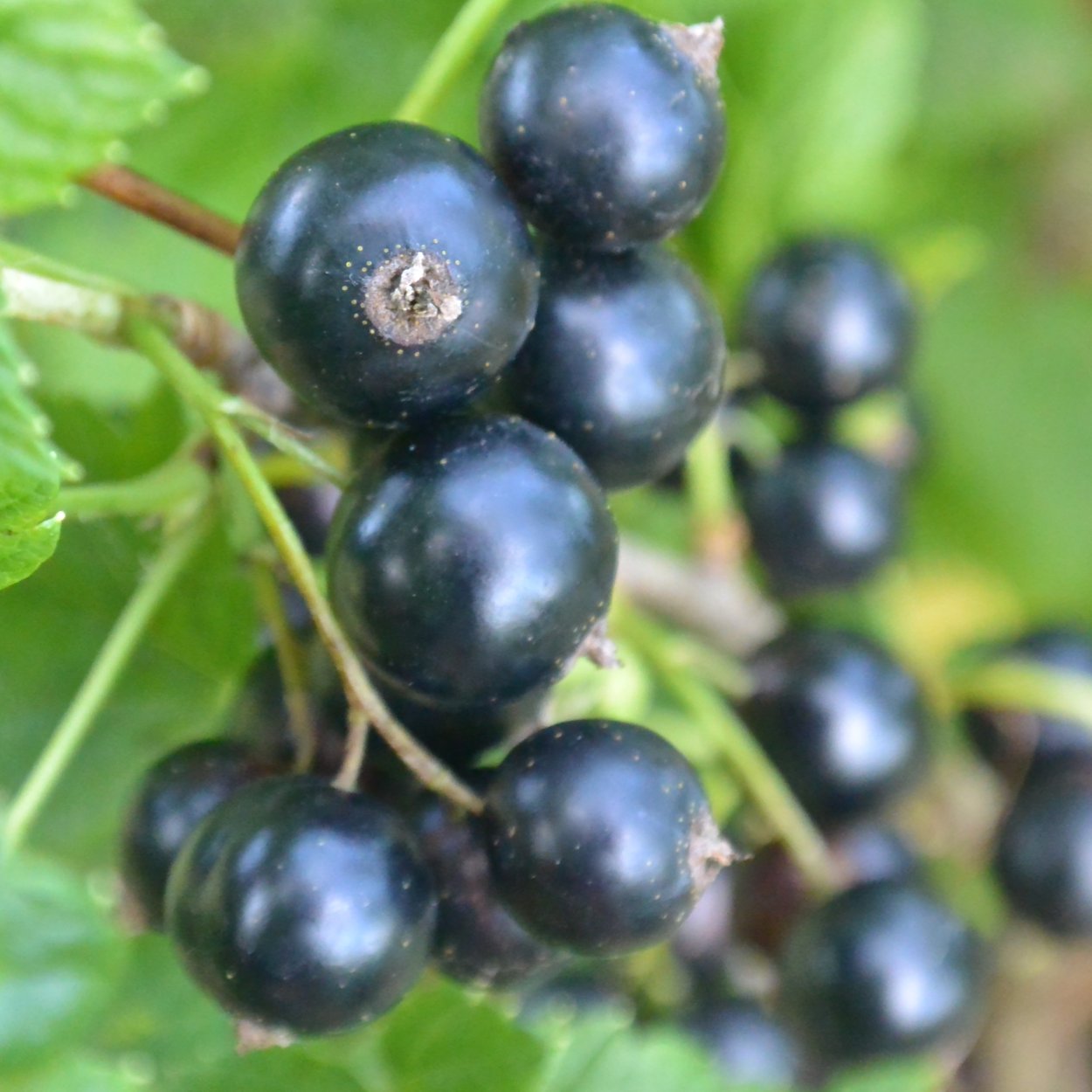 Смородина репис