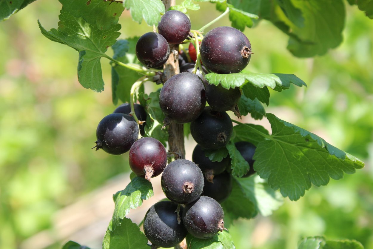 Репис Дикая смородина