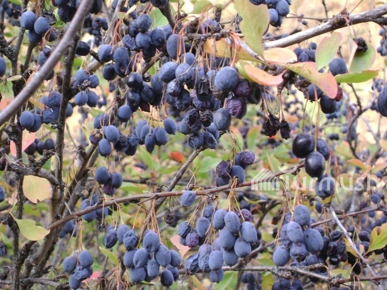 Смородина кроваво-красная King Edward VII