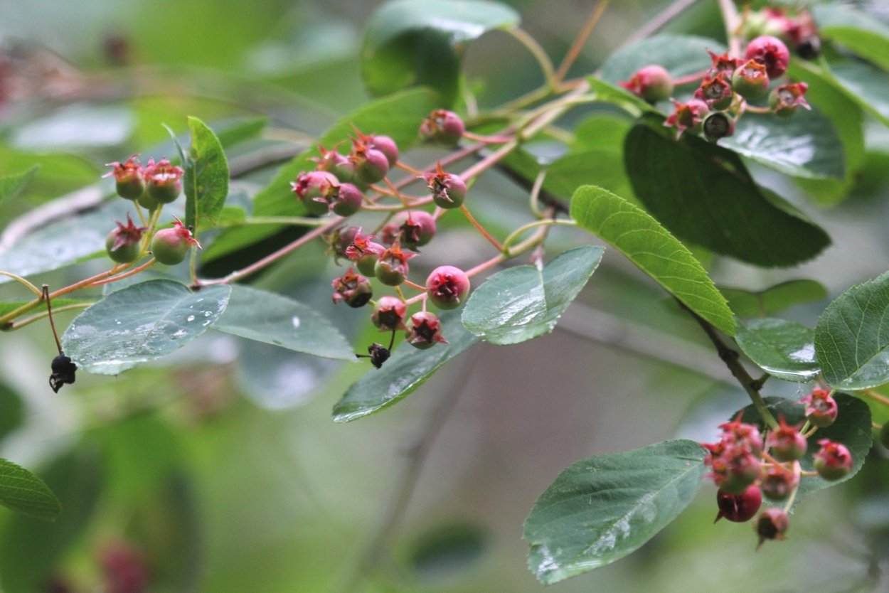 Неспелая черная смородина