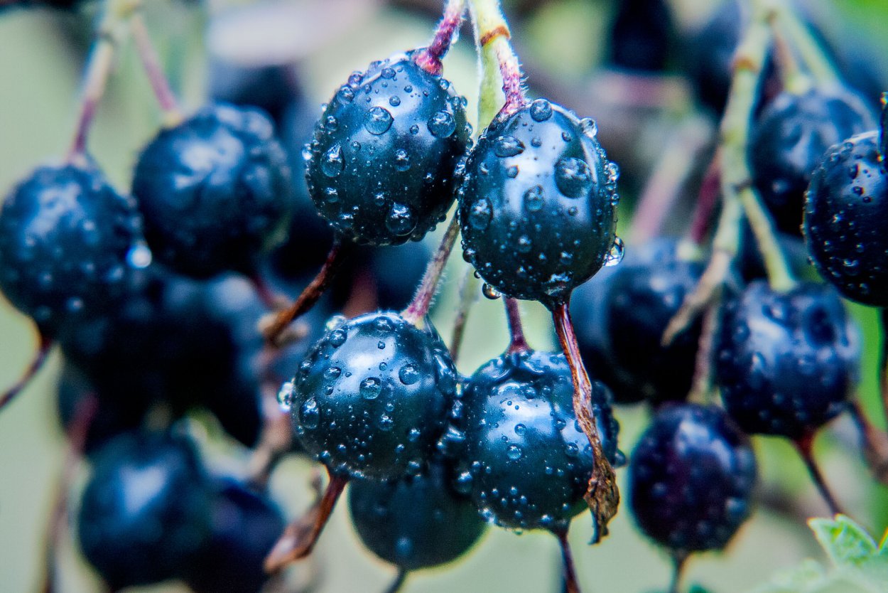 Сабвуфер FBT LS 61a