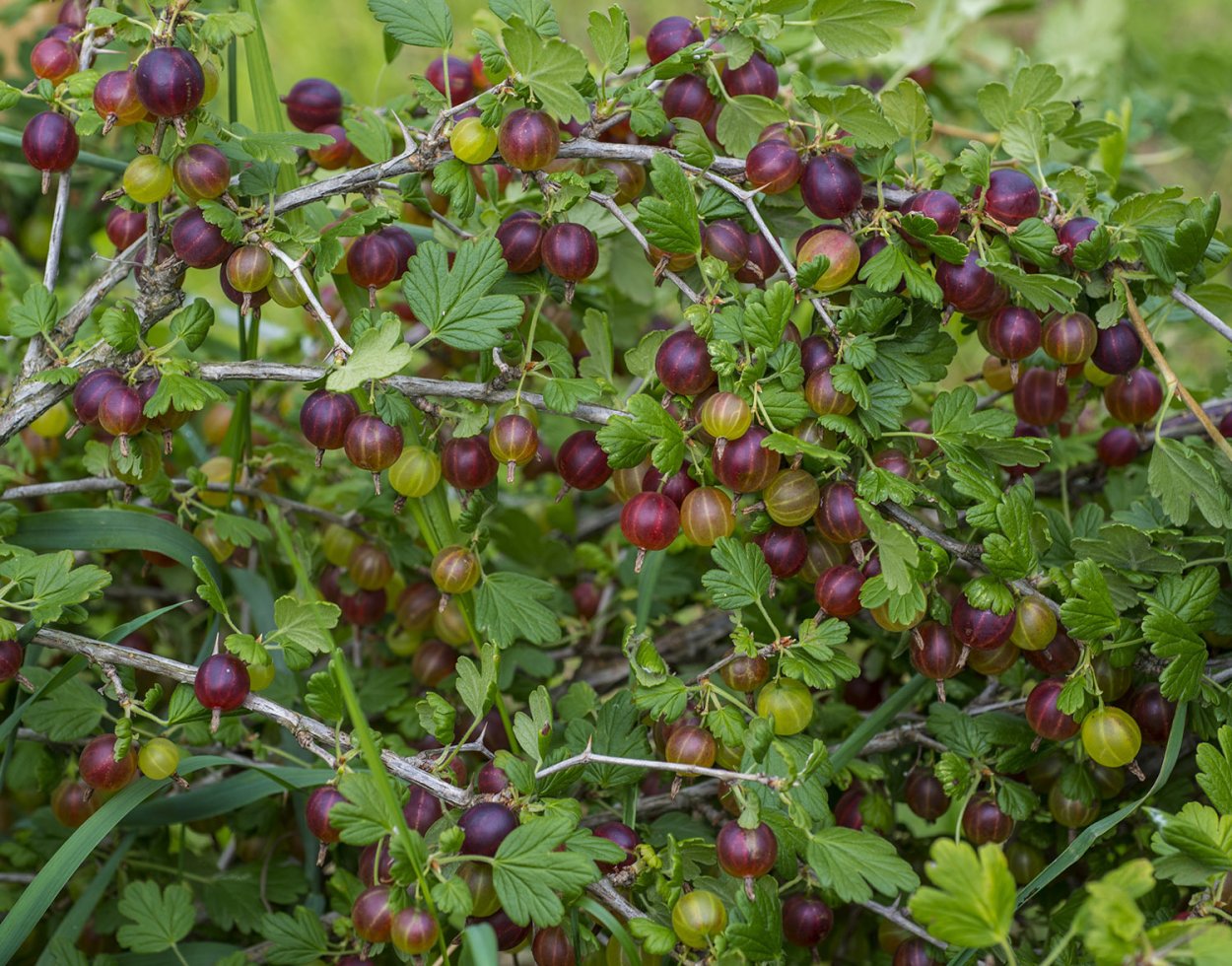 Красная ягода в лесу