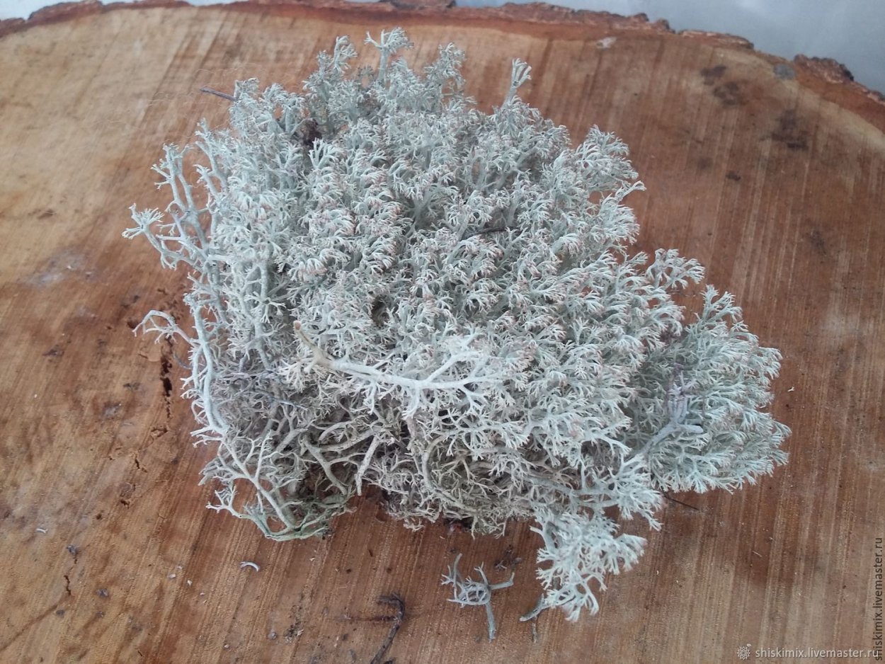 Мох ягель живой