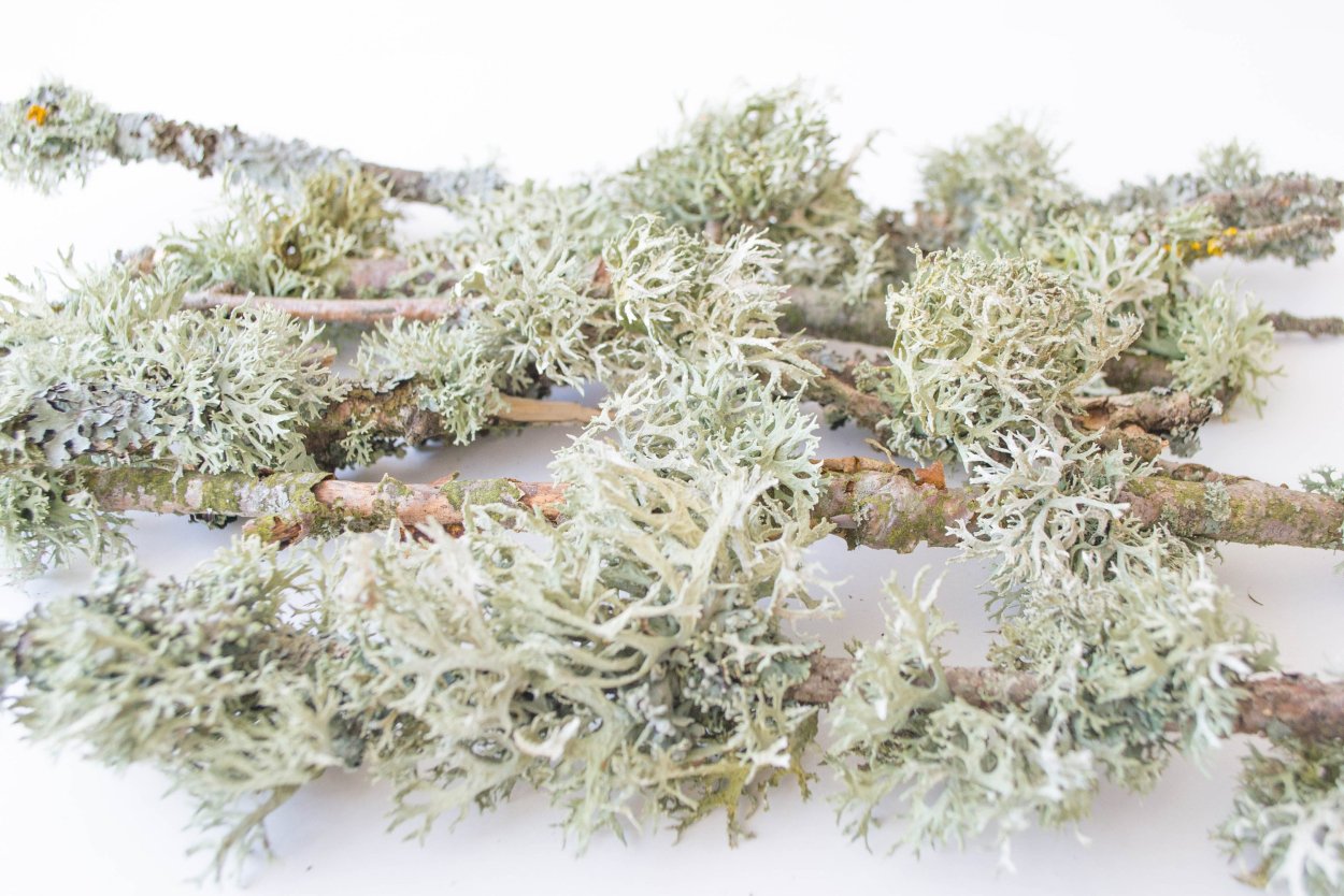 Цвет серый мох