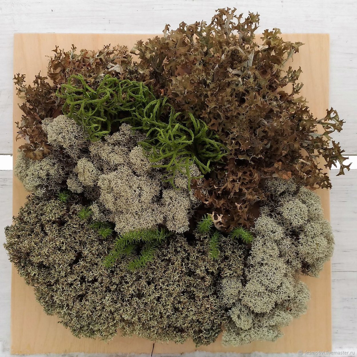 Серый мох декоративный