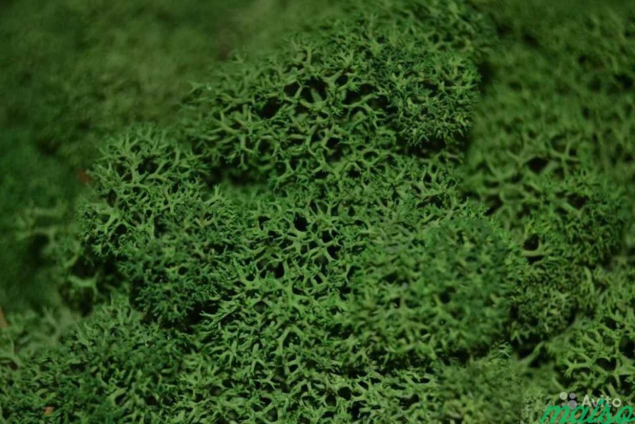 Cora Pavonia лишайник