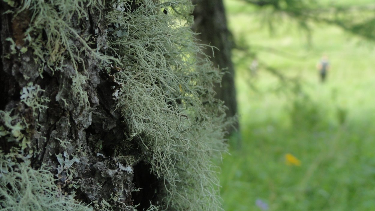 Лесной мох сфагнум