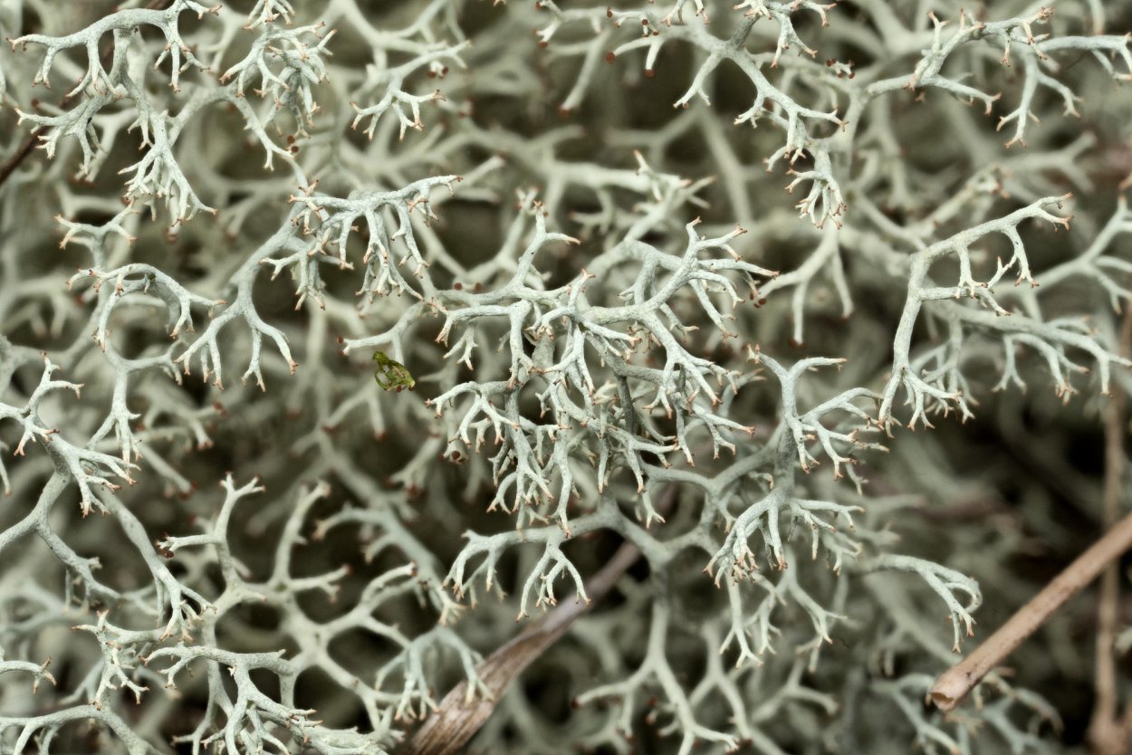 Мох Луговой