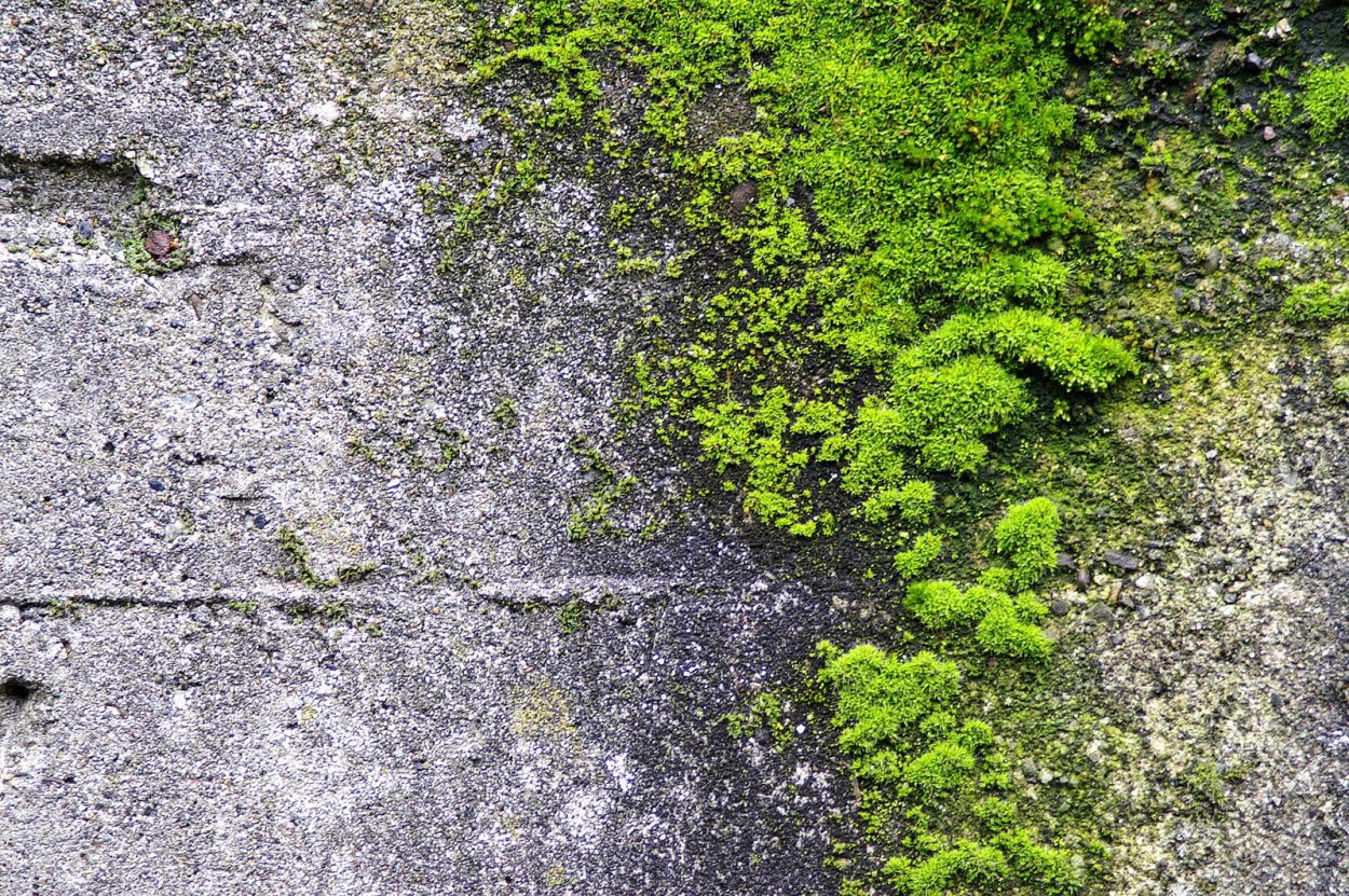 Мох на серой стене