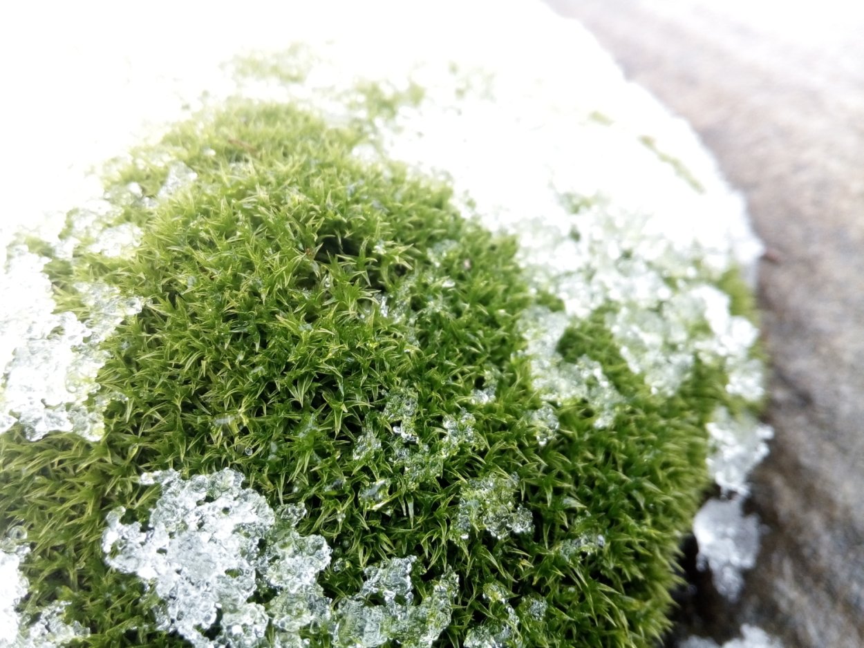 Карамелизированный ягель