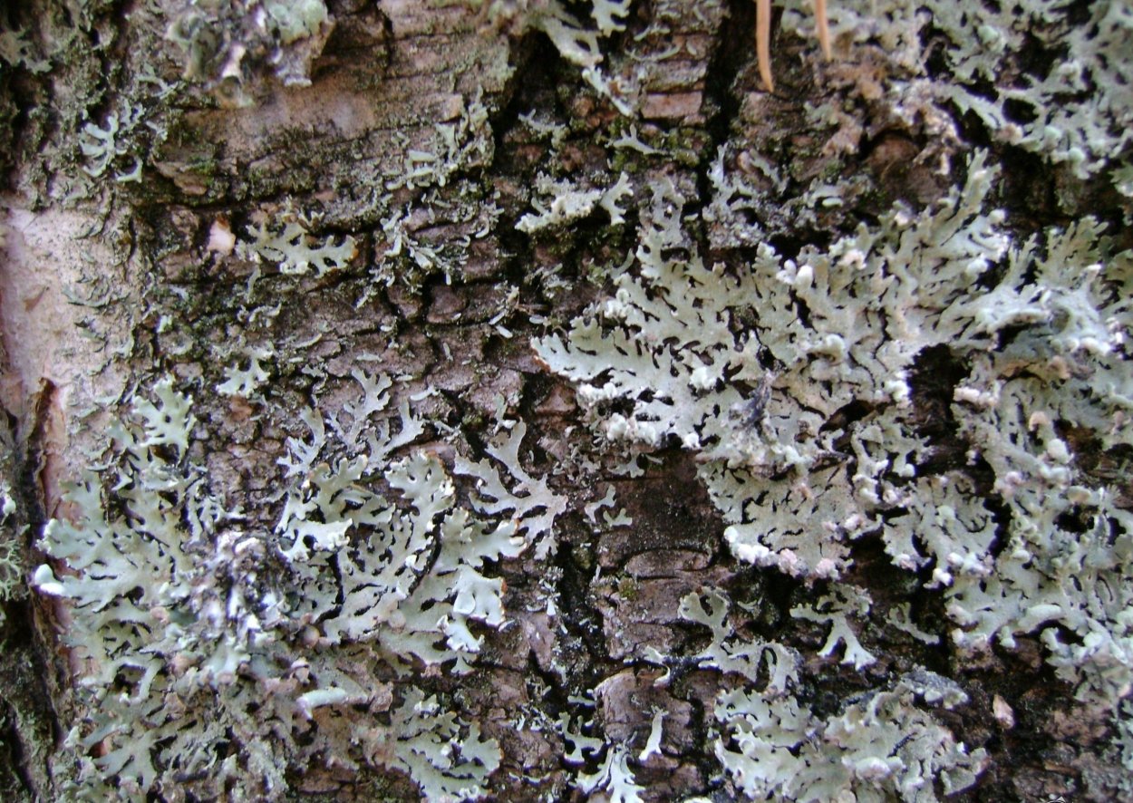 Костюм Скиф мох