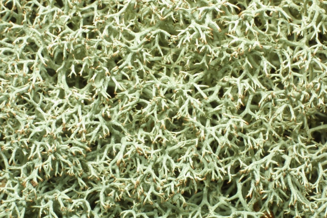 Валун в лесу