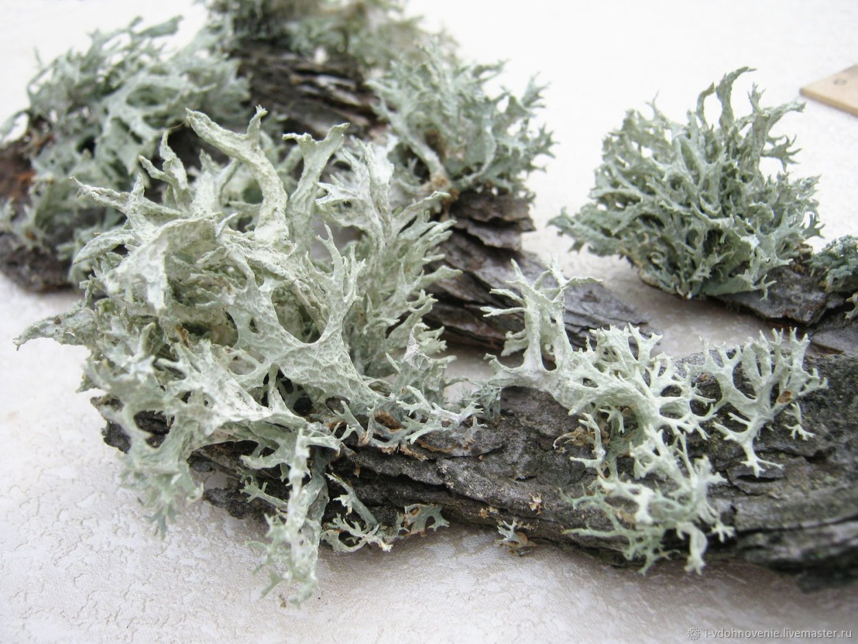 Серый мох дагестанкаформв