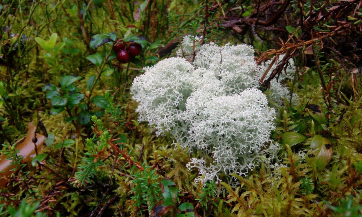 Флавоцетрария Снежная