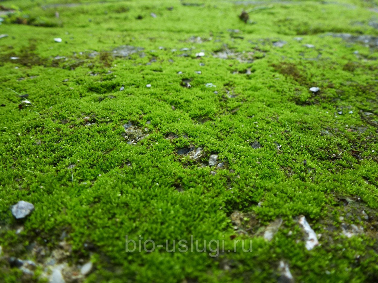 Дубоёмский мох.