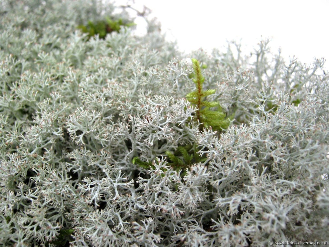 Голубой мох ягель