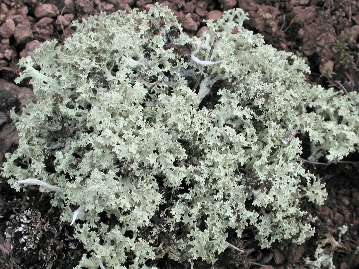 Базальт мох