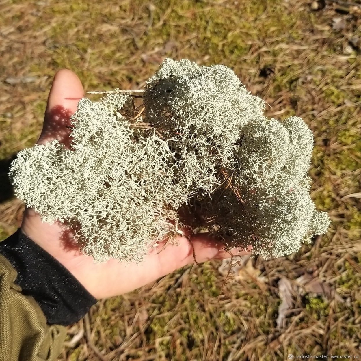 Ягель серый