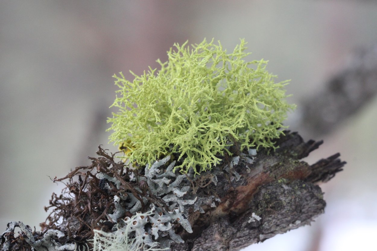 Мох на Камне