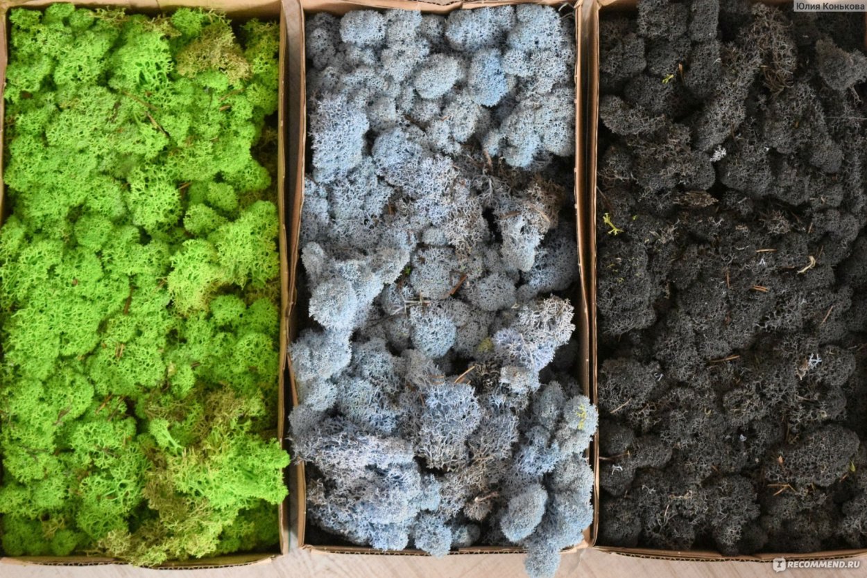 Мох папиллата