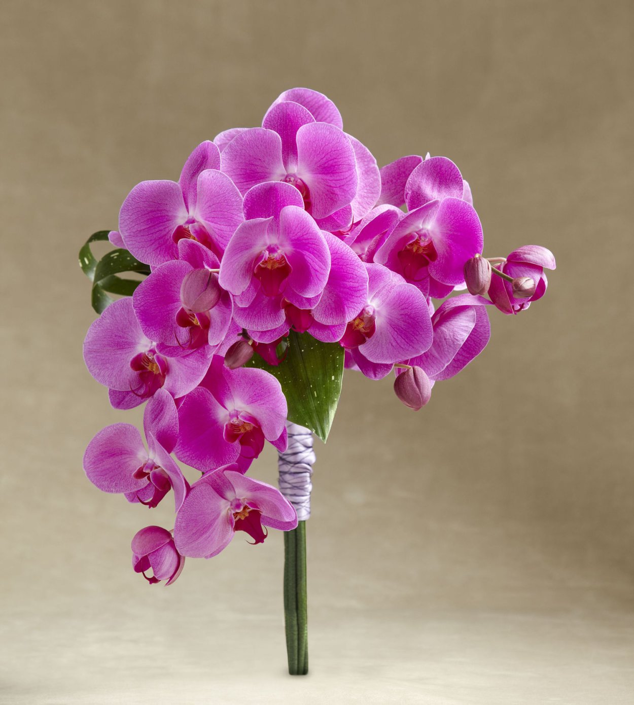 Орхидея Цвета Фуксии