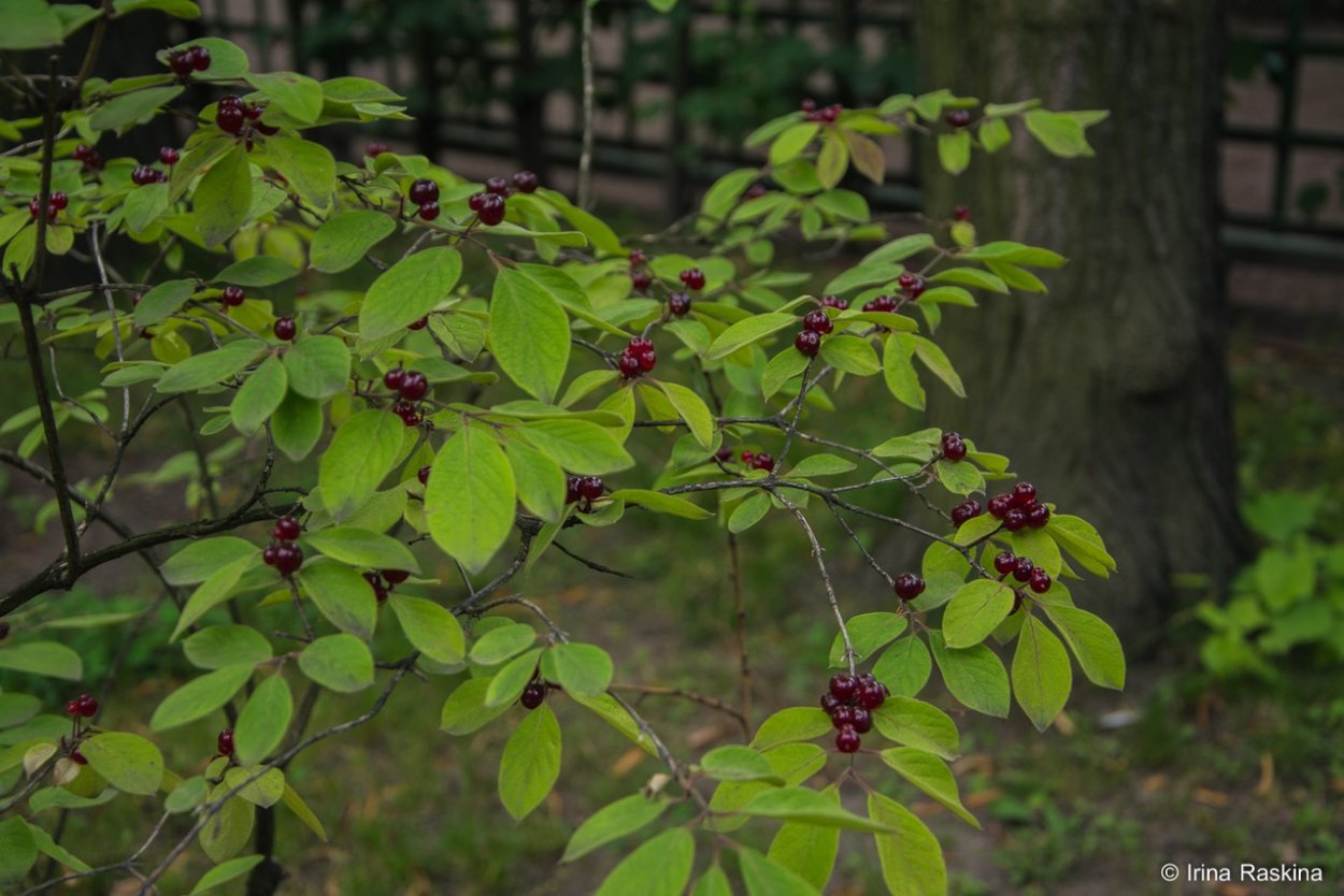 Жимолость обыкновенная жимолость Волчьи ягоды