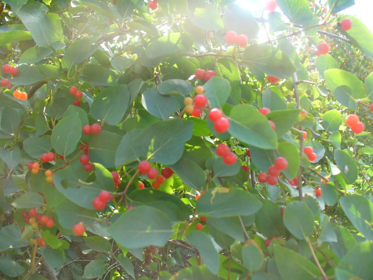 Жимолость Лесная