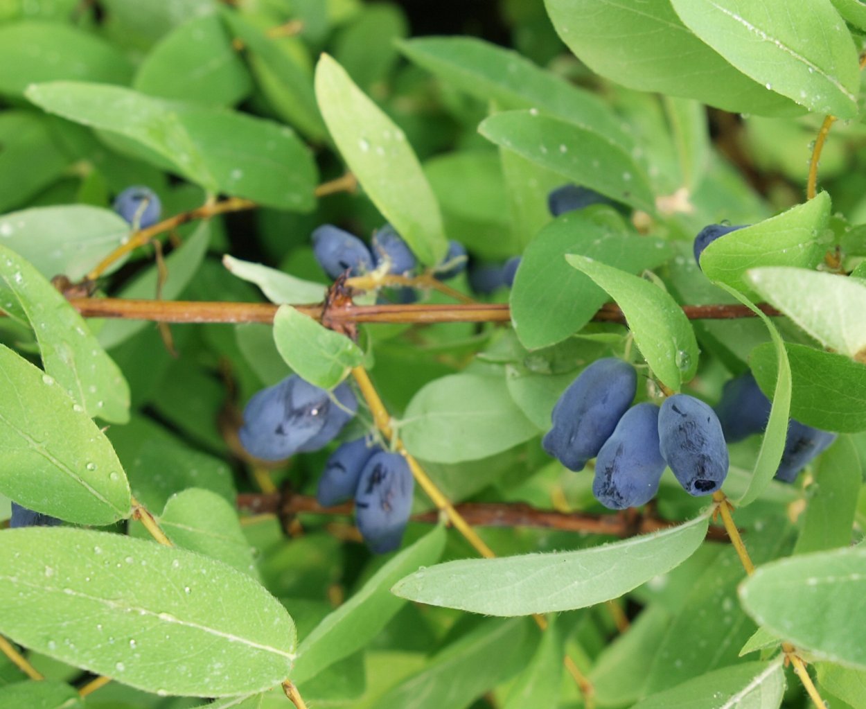 Жимолость индиго джем