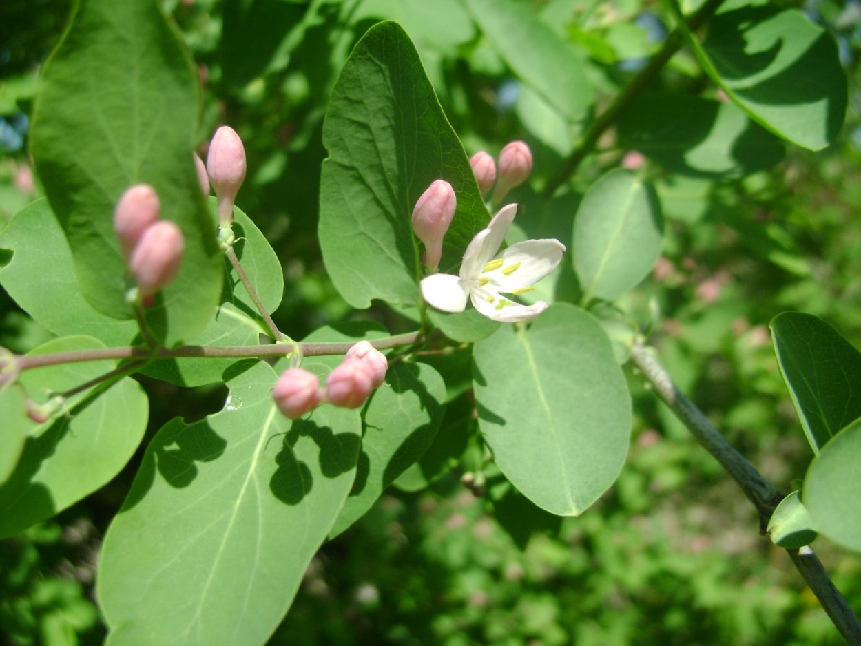 Жимолость красная съедобная