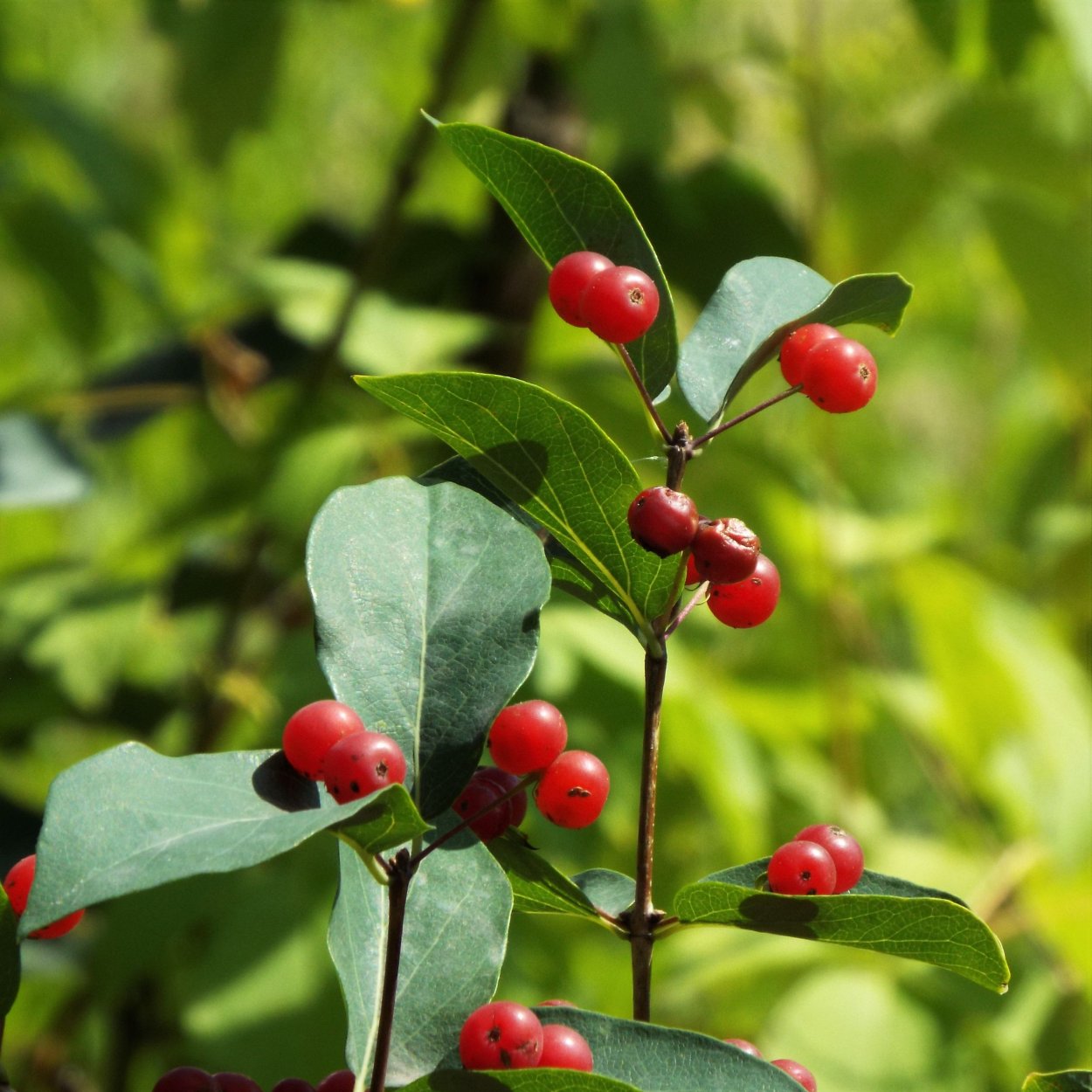 Жимолость красная съедобная