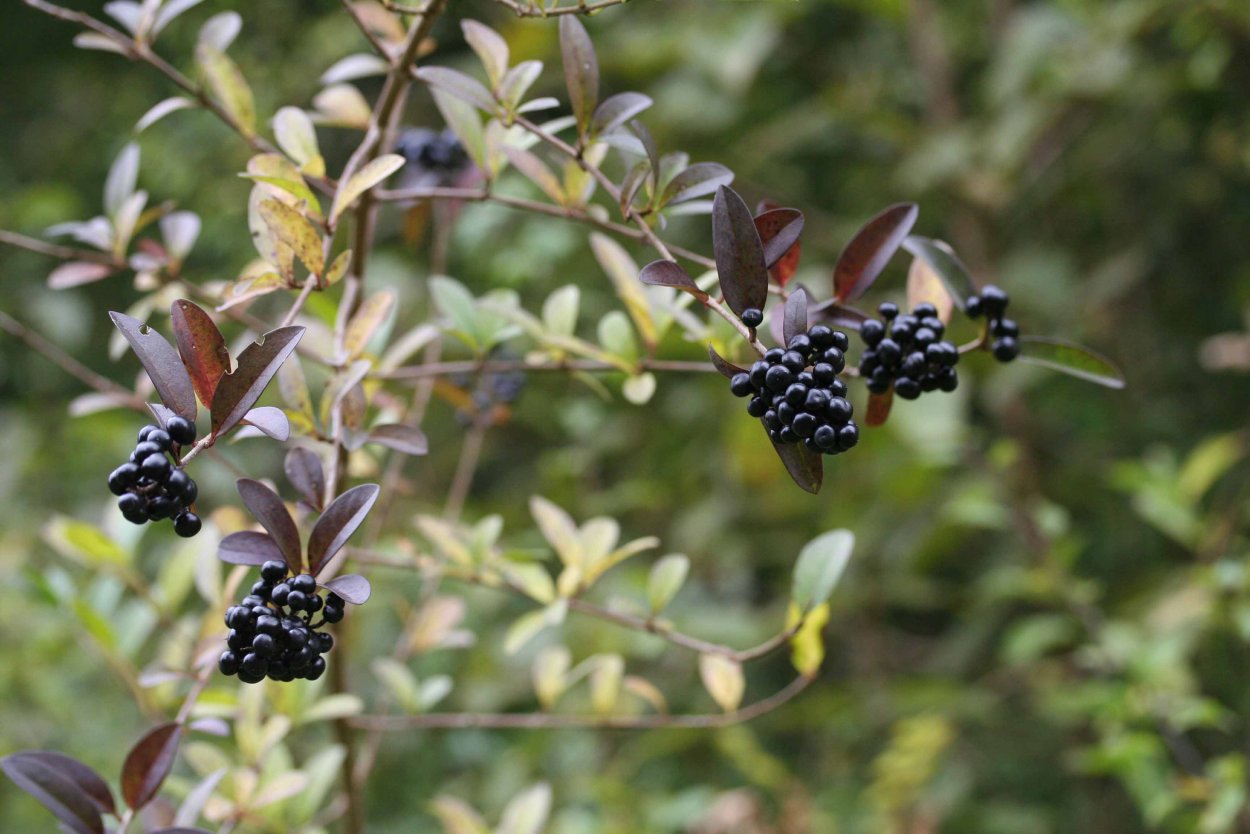 Бирючина чёрная