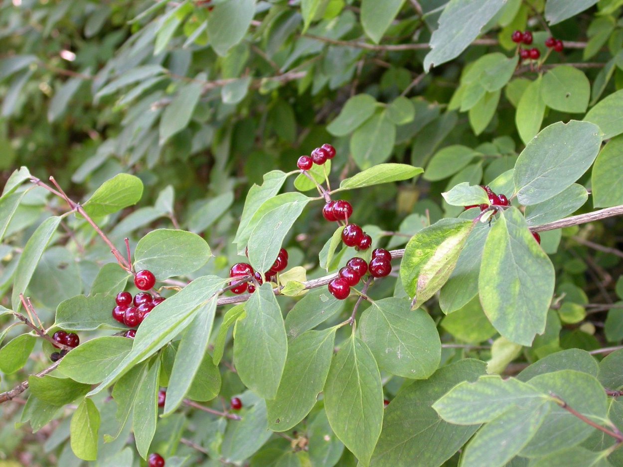 Жимолость Волчья ягода