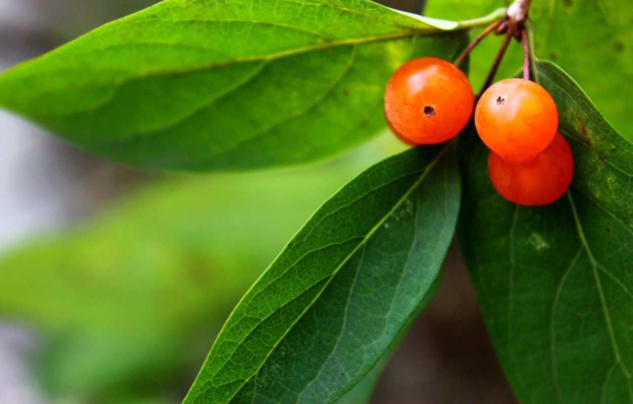 Волчья ягода Геншин