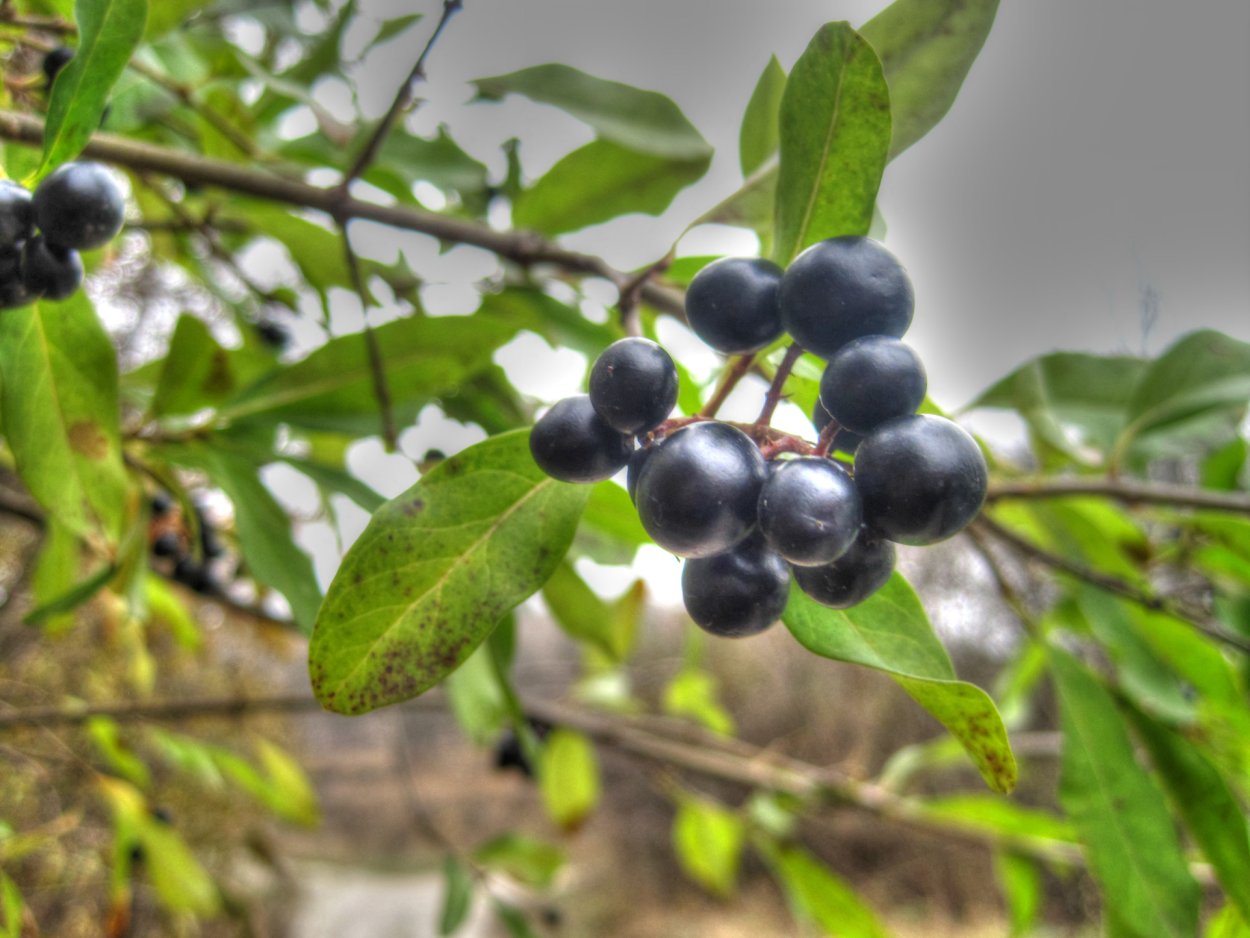 Волчья ягода (бирючина)