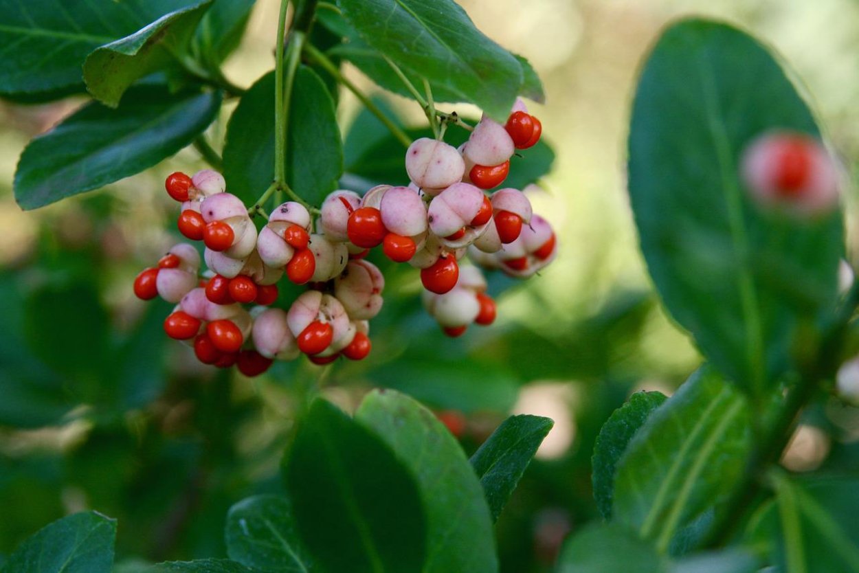 Вьн с грязно-белыми цветами и оранжевыми ягодами