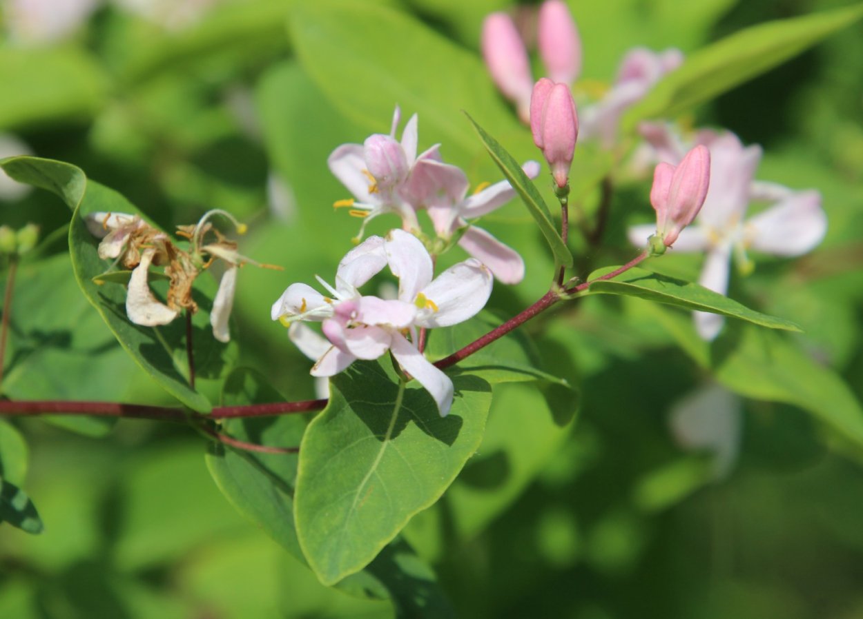Жимолость Татарская Волчеягодник