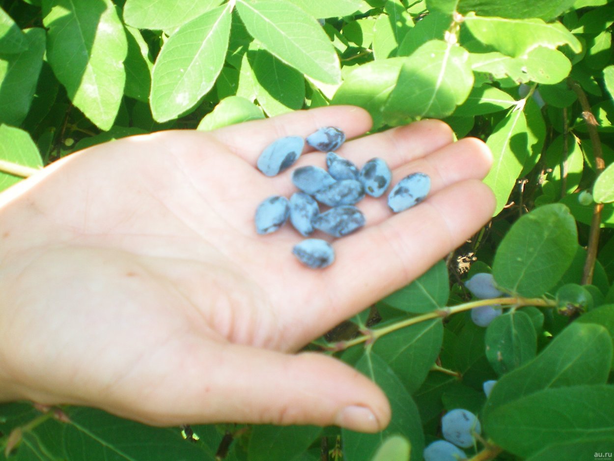 Лесная обыкновенная (Волчья ягода) жимолость